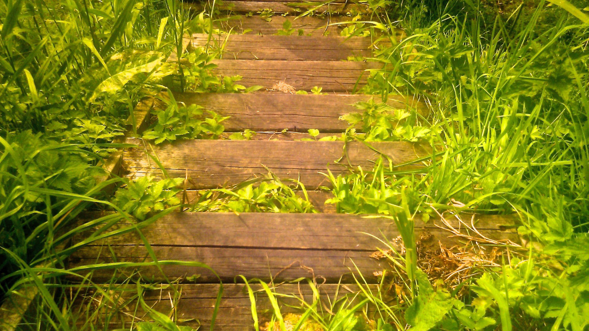 burgemeesterstrap trap trekpontje ringpark meppel