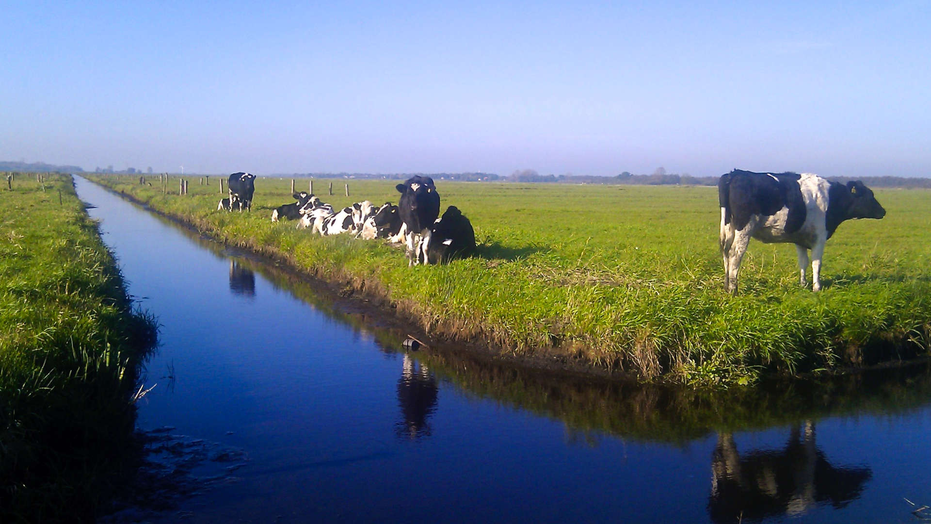 parallelle koeien koe sloot reflectie weide weiland
