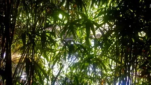 oerwoud riet wilhelminapark meppel