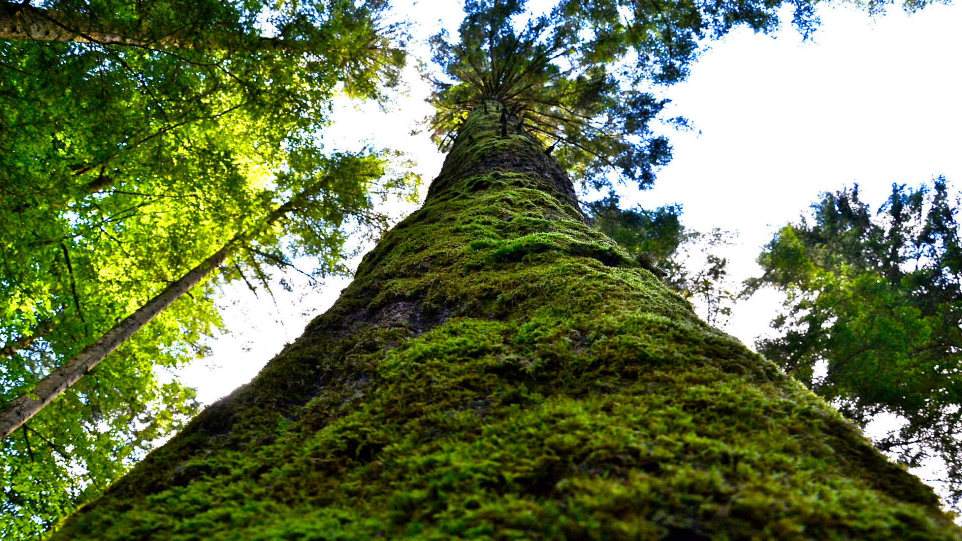 mario world bestaat boom mos groen