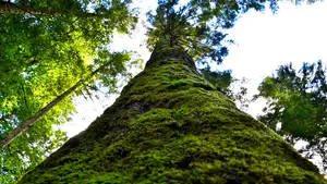 mario world bestaat boom mos groen