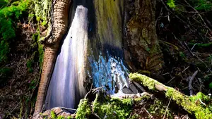 topcamping boomstam camping vogezen