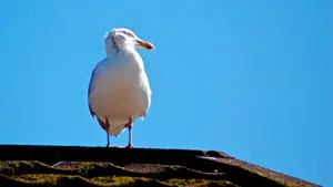 cynisch roofdier meeuw dak vlieland