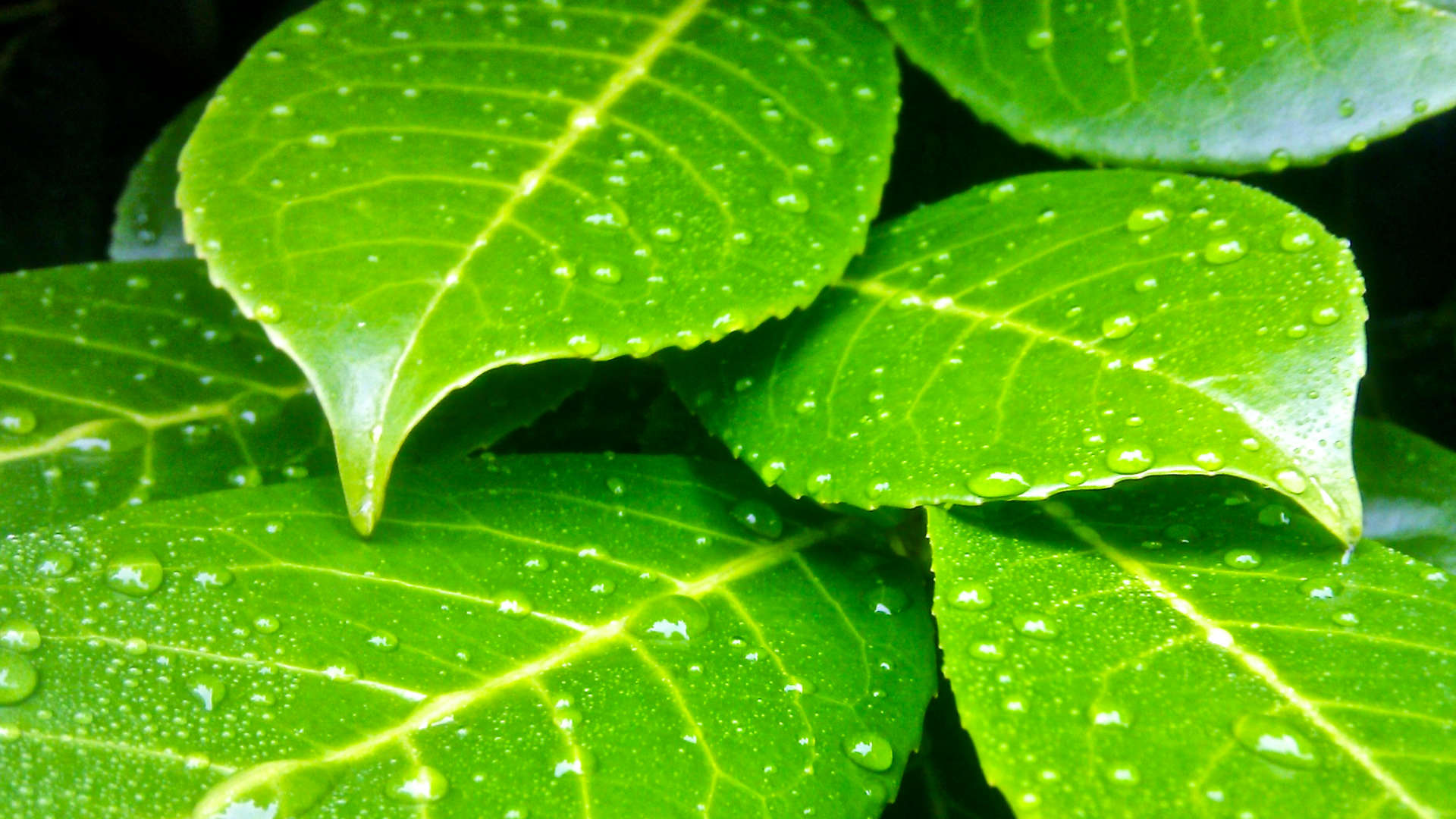 regendruppels op laurierblad