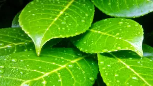 regendruppels op laurierblad