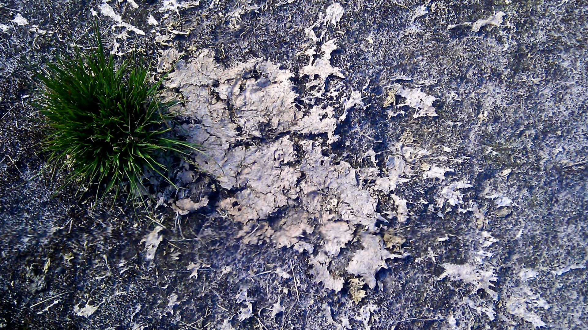 schone schijt koeienvlaai stront