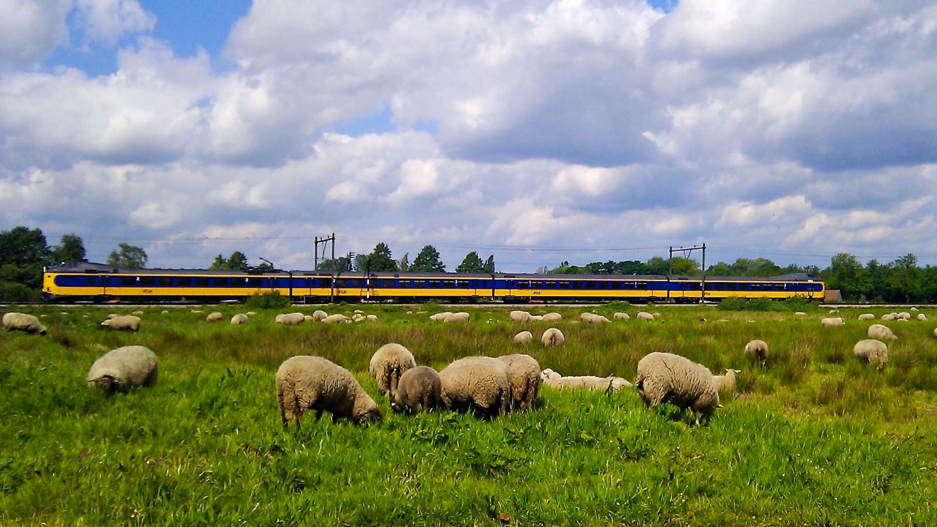 landelijk meppel schapen trein wolken