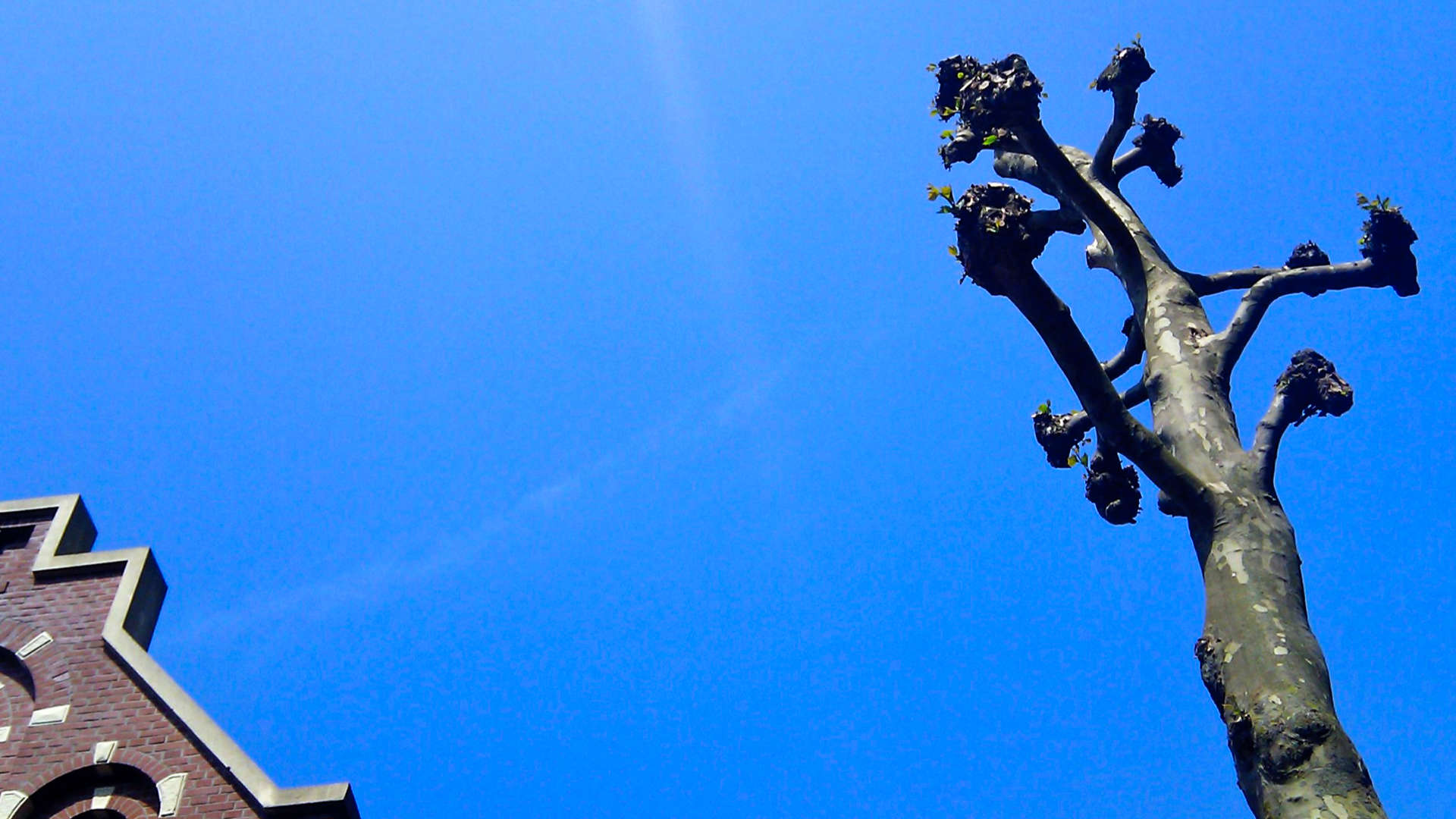 blikvanger boom dak trapgevel