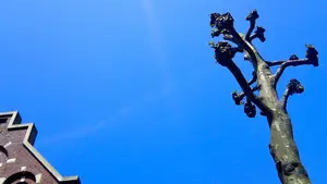 blikvanger boom dak trapgevel