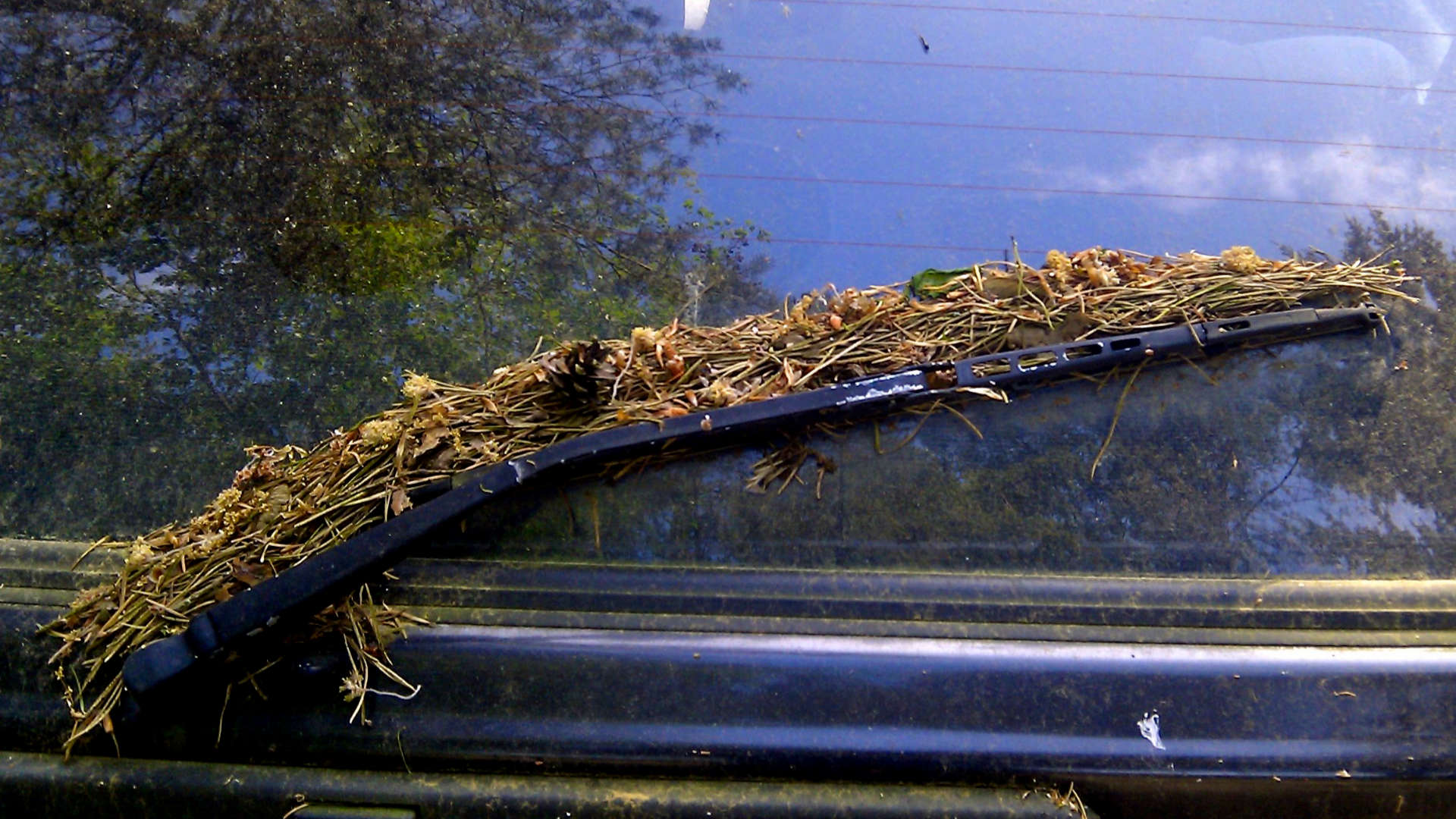 naaldtapijt autoruit ruitenwisser