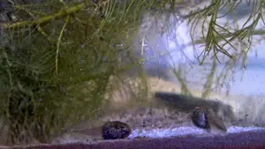 donderkoppen kikkervis