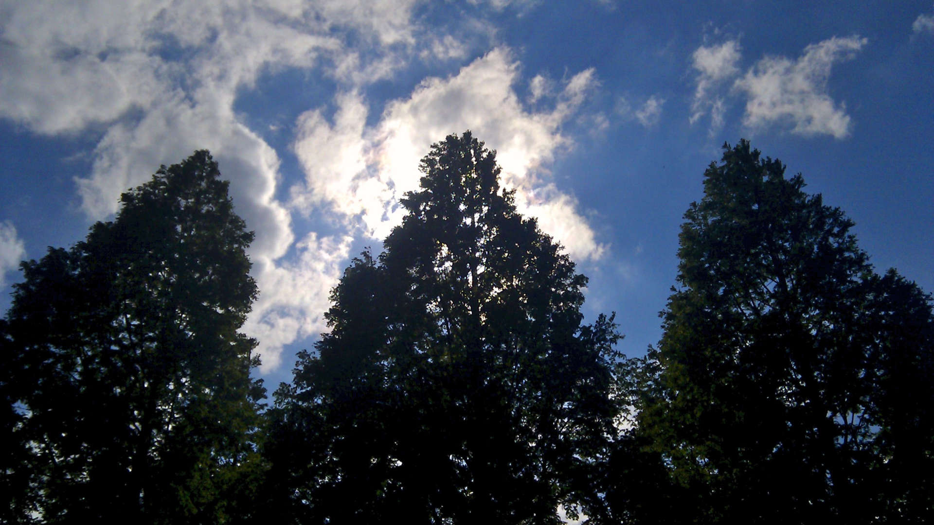 de letter w bomenrij boom