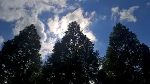 de letter w bomenrij boom