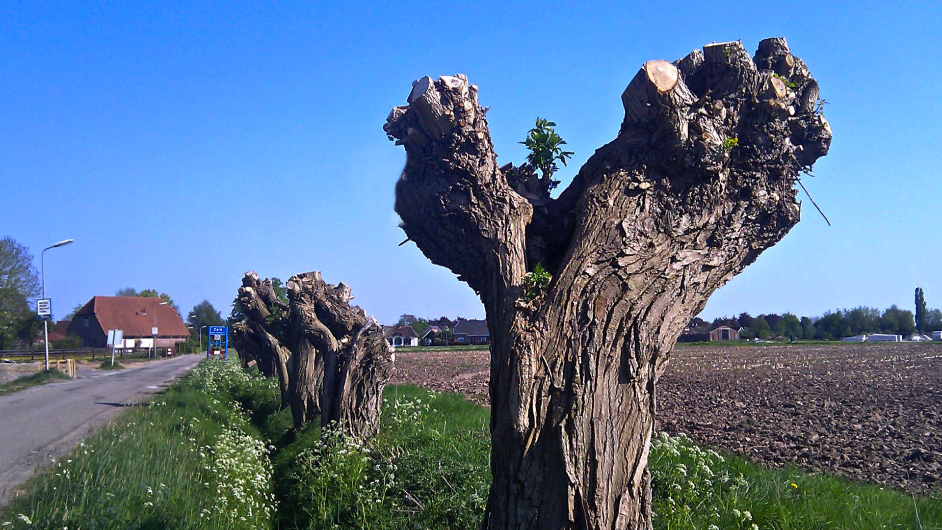 de letter y wilg zalk