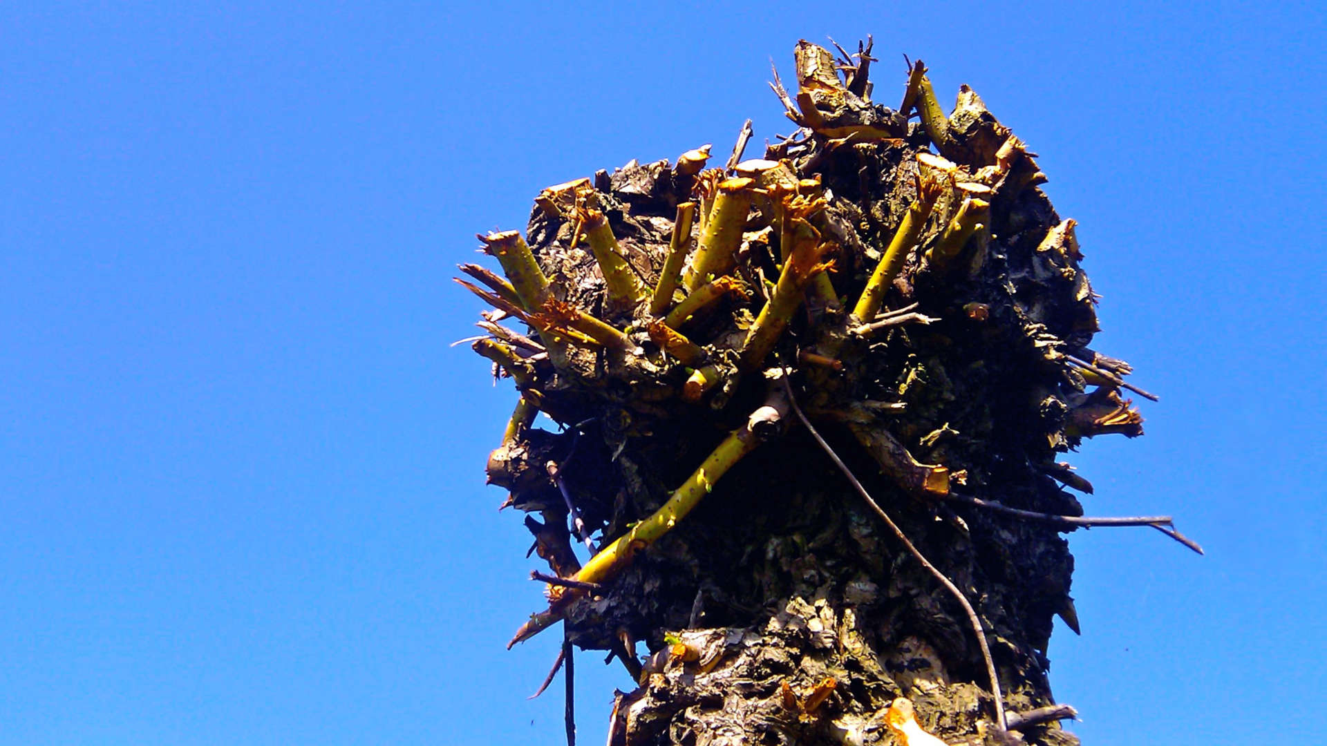 gekortwiekt knotten snoeien boom wilg