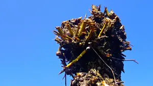 gekortwiekt knotten snoeien boom wilg