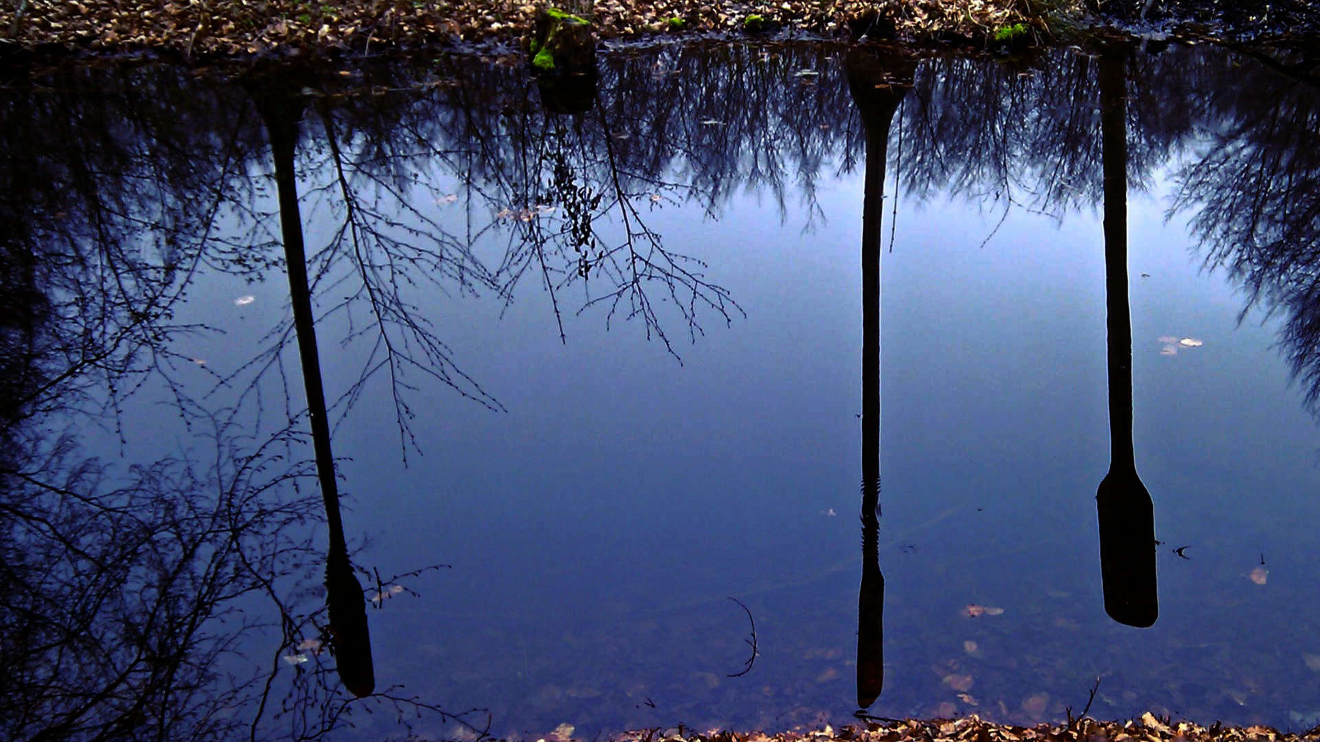 waterloopbos reflectie water sloot