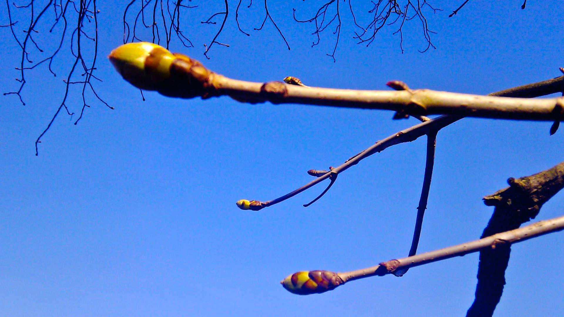 voorbode kastanje knop