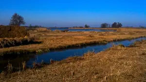 blauw van de kou wieden riet sloot