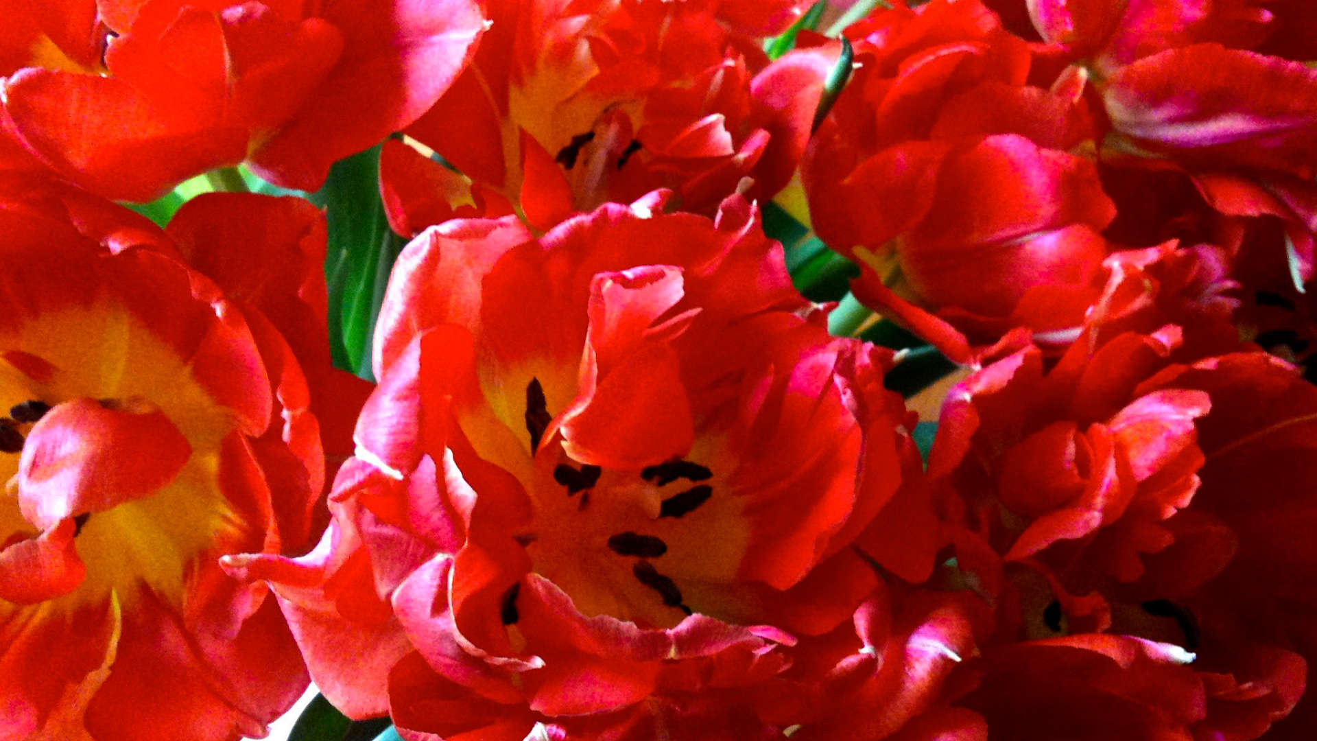 bloemen voor de reest