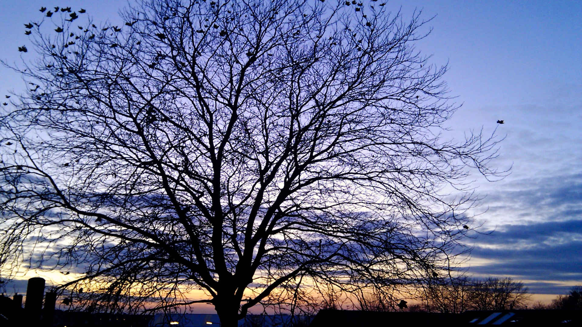 kracht van de herhaling boom plataan