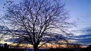 kracht van de herhaling boom plataan
