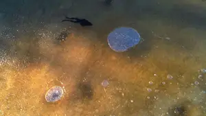 koele kikker onder het ijs