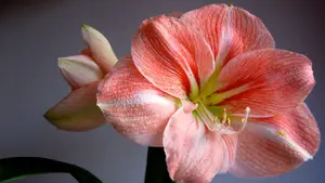 loon naar werken amaryllis
