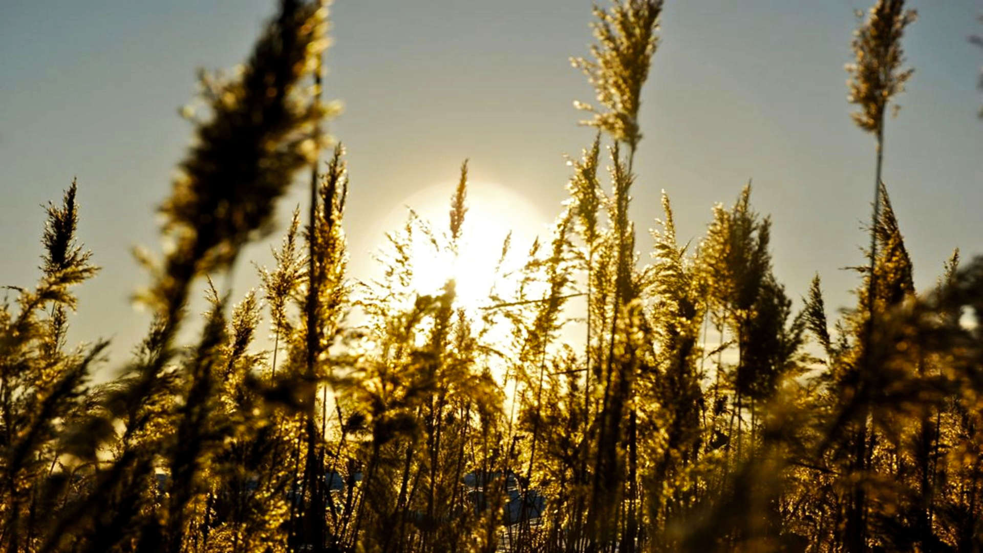 witte kerst riet zon tegenlicht
