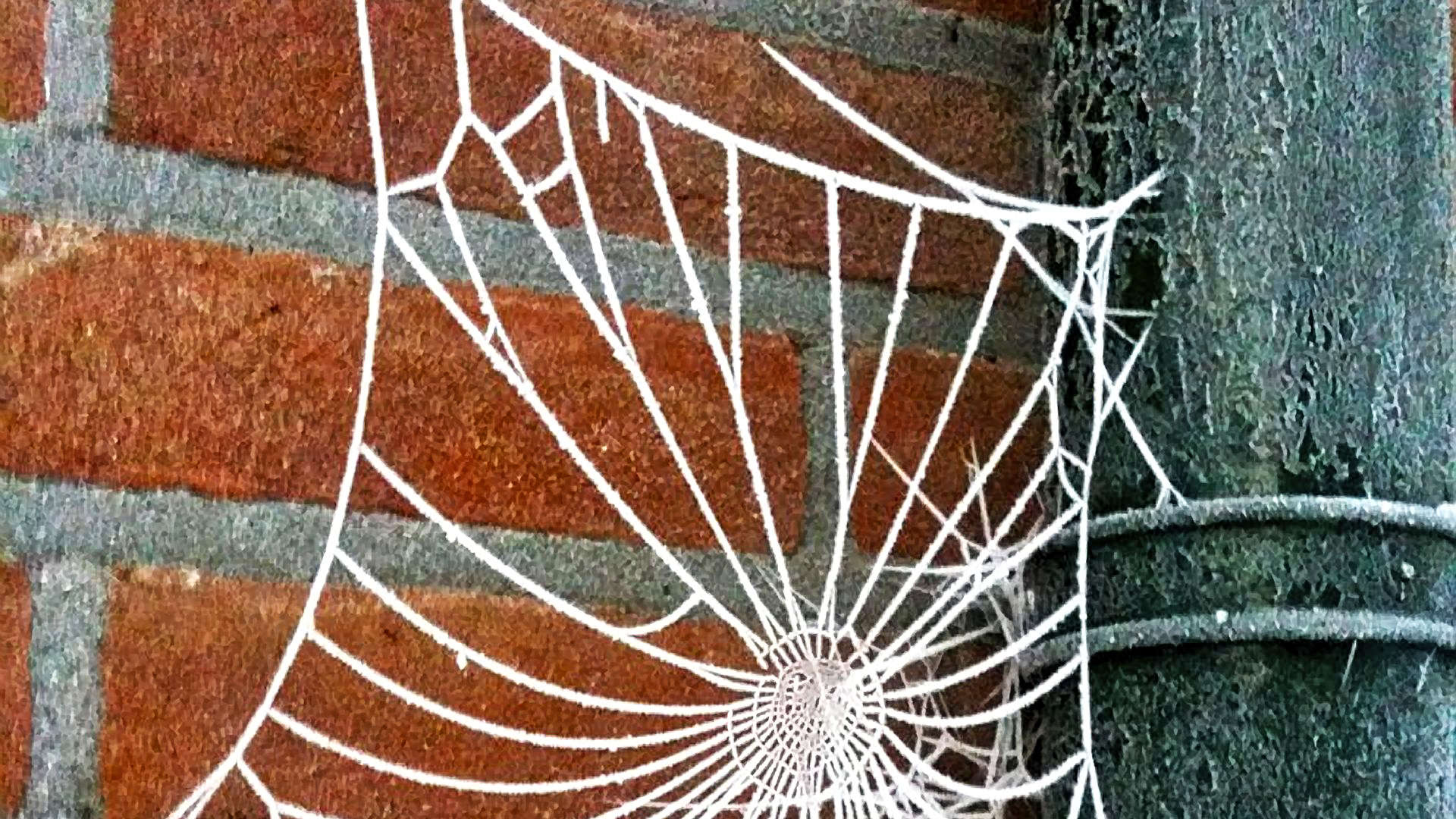 tovernacht spinnenweb rijp winter