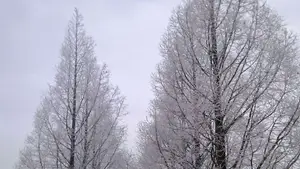 onverwacht perspectief bomenrij rijp winter