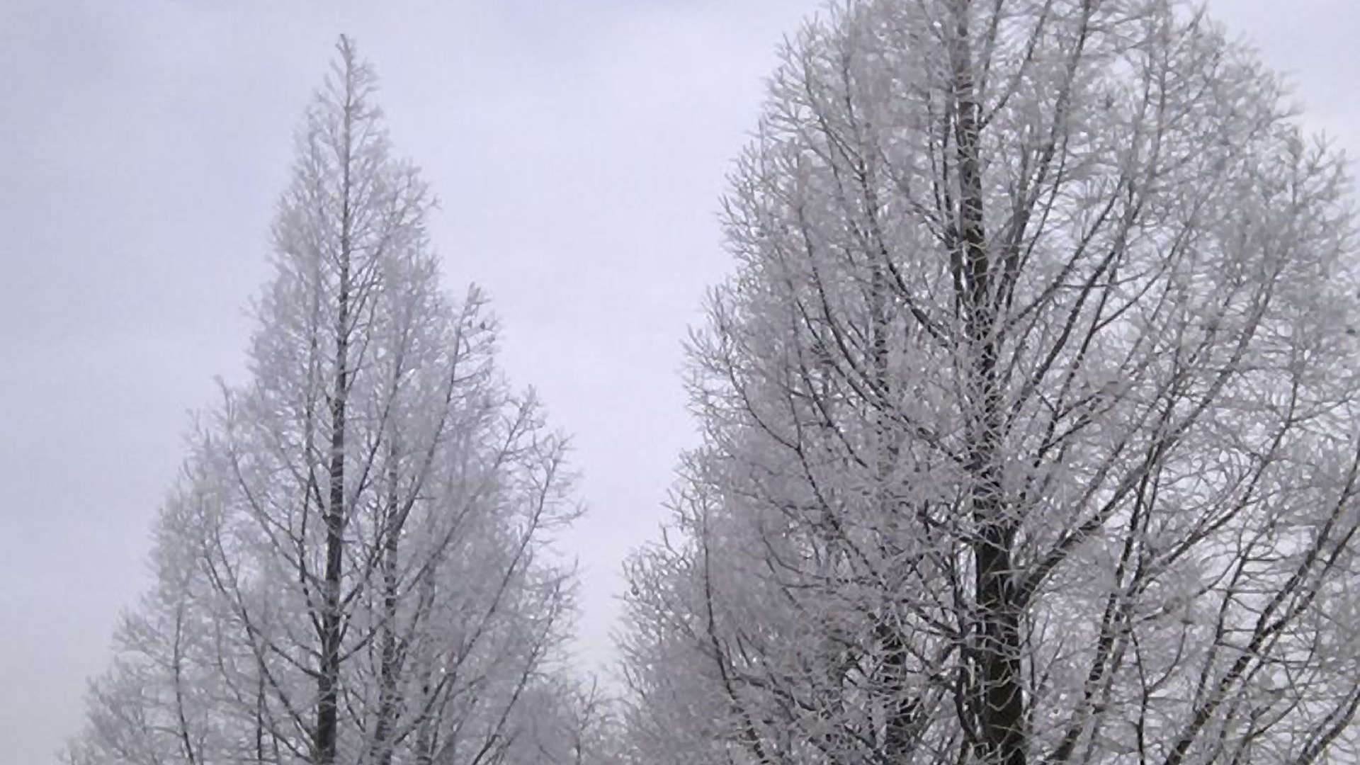 onverwacht perspectief bomenrij rijp winter