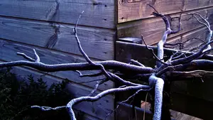 berijpte tak rijp winter