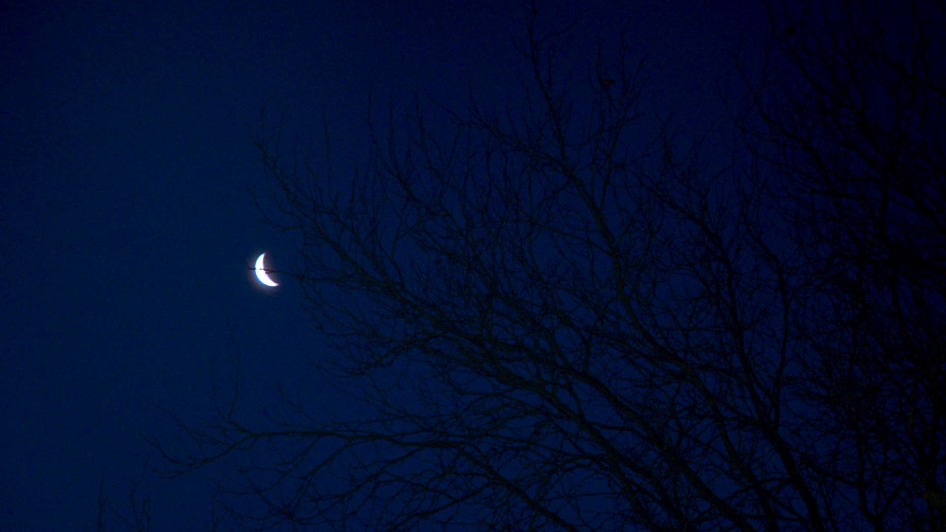 zie de maan schijnt door de bomen