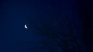 zie de maan schijnt door de bomen