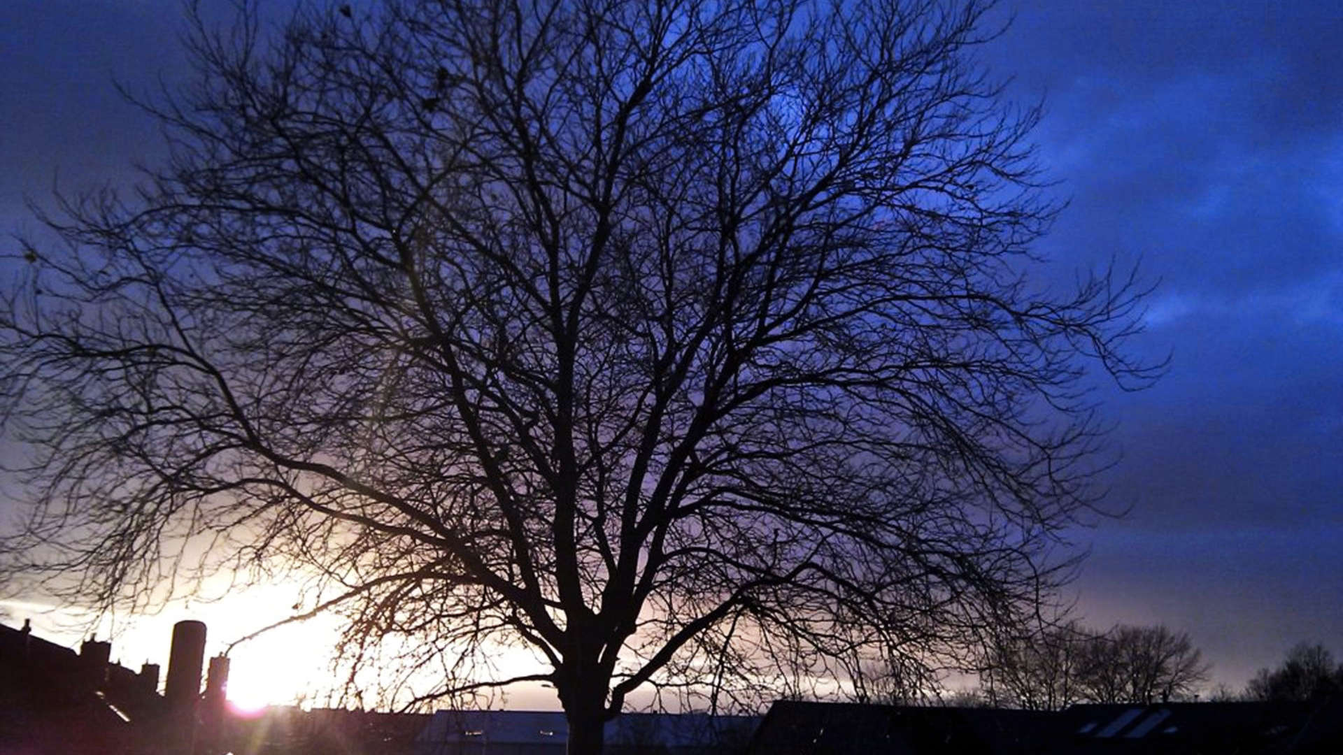 bloedarmoede boom zonsondergang