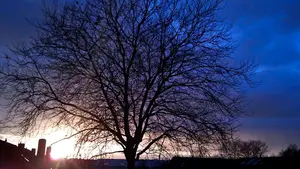 bloedarmoede boom zonsondergang