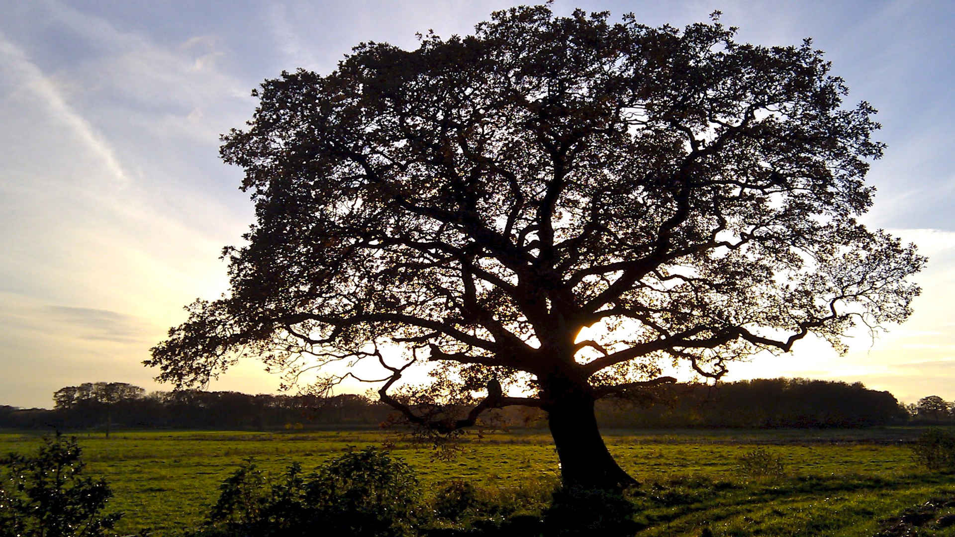 houten wachter boom dickninge