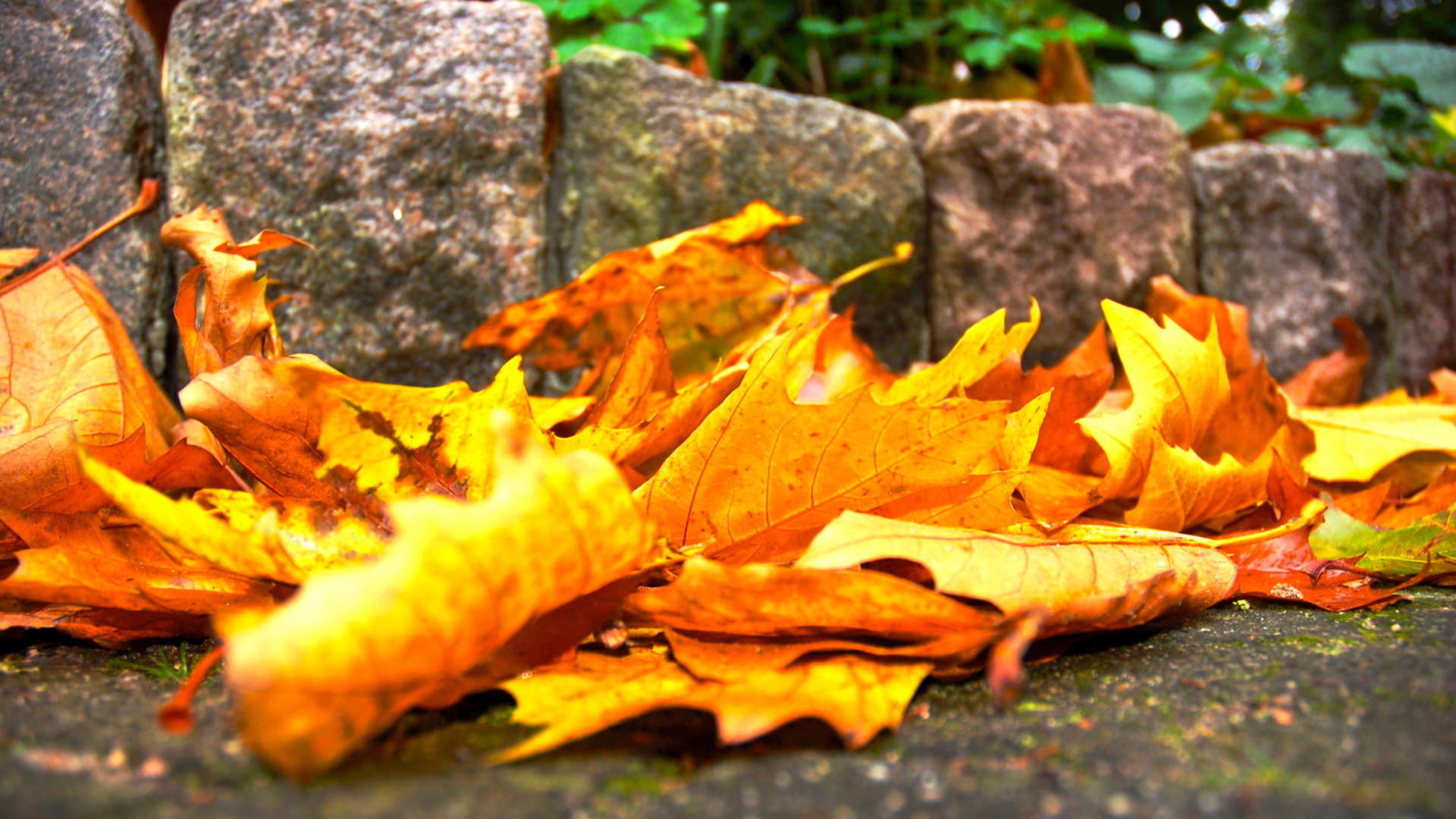 herfstpatronen herfst bladeren