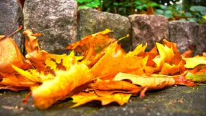 herfstpatronen herfst bladeren