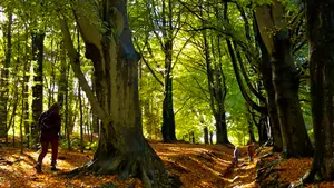 hogere seferen woldberg herfst bos