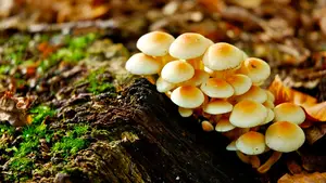 fotosafari paddenstoelen herfst