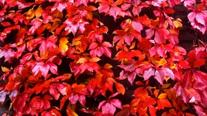 herfstkleurenexplosie herfst wingerd