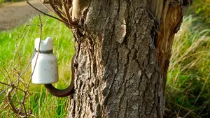 geïsoleerd isolator boomstam