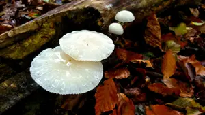 verdwaalde paddenstoel