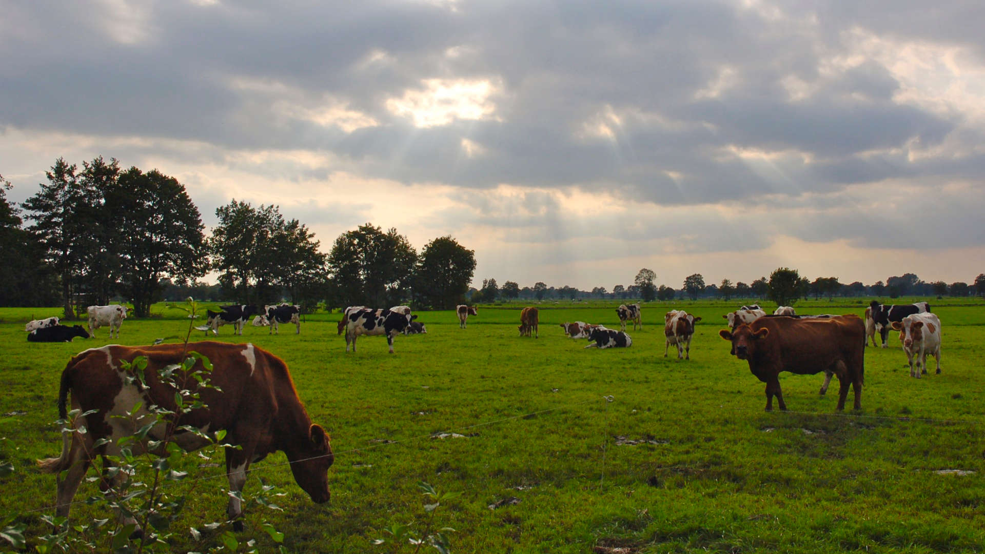 relaxte koeien weiland staphorst