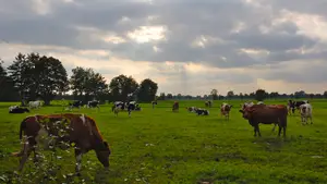 relaxte koeien weiland staphorst