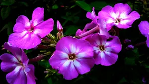 zuurgraad flox bloem