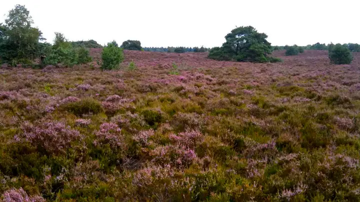 Bloeiende heide Noetselerberg