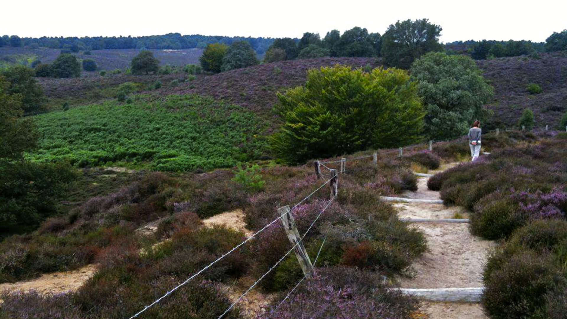 weerzien met de posbank